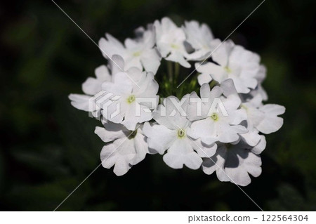 White Verbena Flower 122564304