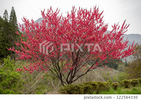 Tsumago to Magome: Red leaves in beautiful tree in the way. Japan Tsumago to Magome: Red leaves in beautiful tree in the way. Japan 122564330