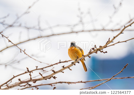 冬天,達烏爾紅尾鴝飛到枯枝上 冬天,達烏爾紅尾鴝飛到枯枝上 122564377