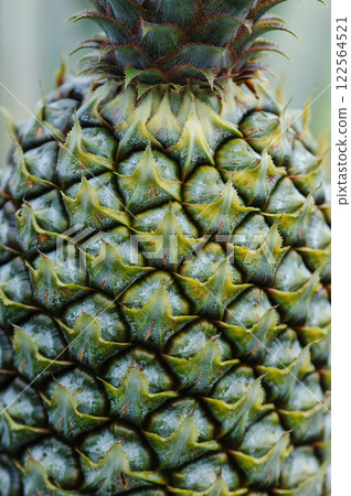 Pineapple grow on tree in garden 122564521
