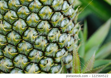 Pineapple grow on tree in garden 122564522