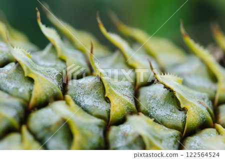 Pineapple grow on tree in garden 122564524