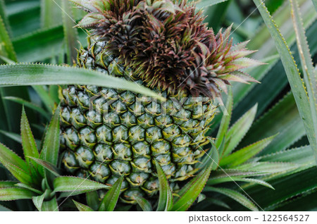 Pineapple grow on tree in garden Pineapple grow on tree in garden 122564527