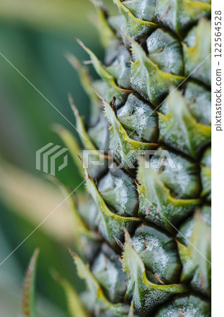 Pineapple grow on tree in garden Pineapple grow on tree in garden 122564528