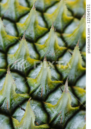 Pineapple grow on tree in garden 122564531