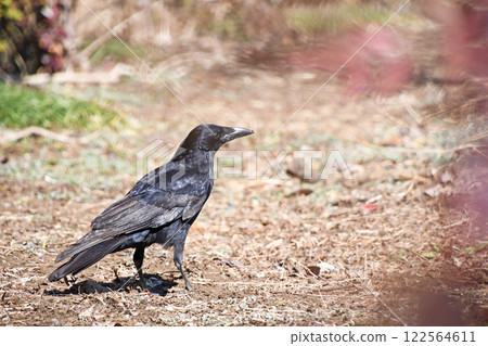 Hermopotus玻璃 122564611