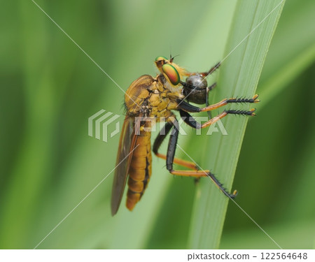 A green fly catching a stink bug A green fly catching a stink bug 122564648