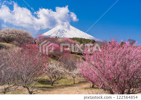 【靜岡縣】裾野市梅里：紅白梅花盛開，富士山新雪 122564854