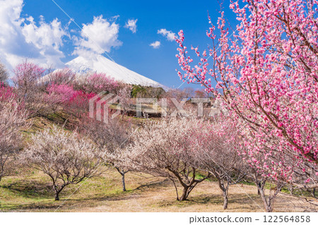 [Shizuoka Prefecture] Susono City Umenosato: Red and white plum blossoms in full bloom, New snow on Mt. Fuji 122564858
