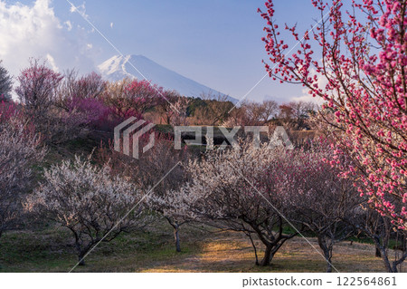 [Shizuoka Prefecture] Susono City Umenosato: Red and white plum blossoms in full bloom, New snow on Mt. Fuji 122564861