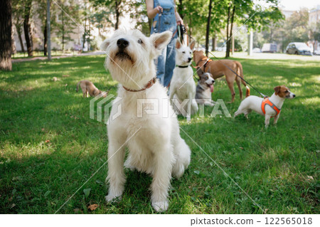 white dog in park on walk with its owner. walking and training of pets during daytime. 122565018