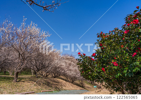 【靜岡縣】裾野市梅之鄉跑道紅白梅花盛開 【靜岡縣】裾野市梅之鄉跑道紅白梅花盛開 122565065