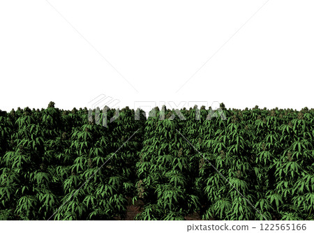 Cannabis Cannabis 122565166