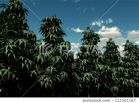 Cannabis 122565167