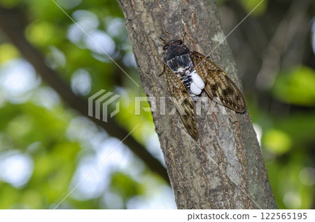 Brown cicada 122565195
