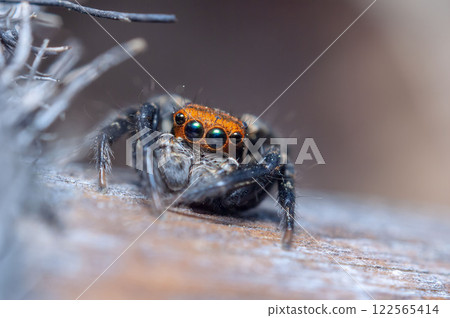 Plexippus setipete 122565414