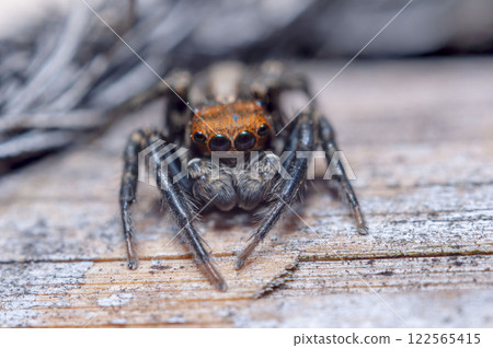 Plexippus setipete 122565415