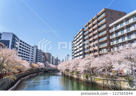 Spring cherry blossoms along the Ooka River in Yokohama [Yokohama City, Kanagawa Prefecture] 122565844