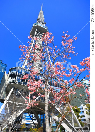 [愛知縣]名古屋電視塔和河津櫻花 122565903
