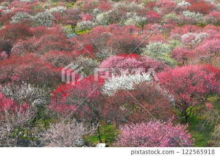 【三重縣】因鍋梅林公園梅花盛開 【三重縣】因鍋梅林公園梅花盛開 122565918