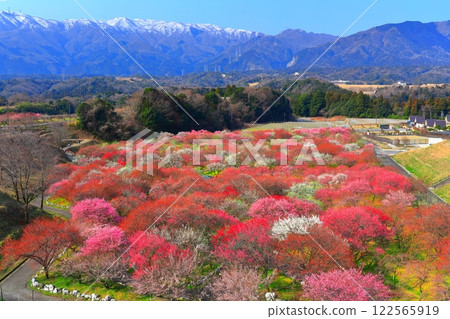 【三重縣】因鍋梅林公園和鈴鹿連山的梅花盛開 122565919