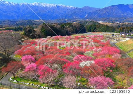 【三重縣】因鍋梅林公園和鈴鹿連山的梅花盛開 122565920