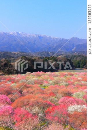 【三重縣】因鍋梅林公園和鈴鹿連山的梅花盛開 122565923