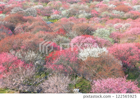 [Mie Prefecture] Plum blossoms in full bloom at Inabe Bairin Park 122565925