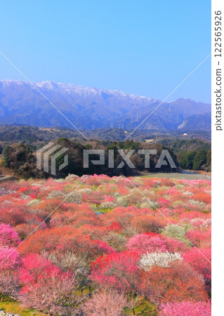 【三重縣】因鍋梅林公園和鈴鹿連山的梅花盛開 122565926