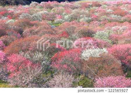 【三重縣】因鍋梅林公園梅花盛開 【三重縣】因鍋梅林公園梅花盛開 122565927
