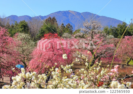 【三重縣】鈴鹿森林公園和梅花盛開的鈴鹿山 【三重縣】鈴鹿森林公園和梅花盛開的鈴鹿山 122565930