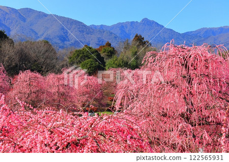 [Mie Prefecture] Suzuka Forest Garden and Suzuka Mountains with plum blossoms in full bloom 122565931