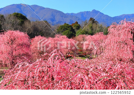 【三重縣】鈴鹿森林公園和梅花盛開的鈴鹿山 【三重縣】鈴鹿森林公園和梅花盛開的鈴鹿山 122565932