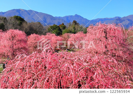 [Mie Prefecture] Suzuka Forest Garden and Suzuka Mountains with plum blossoms in full bloom 122565934