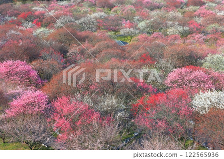 [Mie Prefecture] Plum blossoms in full bloom at Inabe Bairin Park 122565936