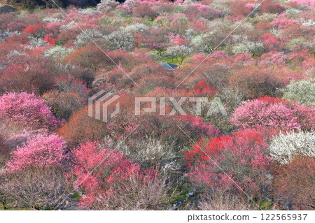 [Mie Prefecture] Plum blossoms in full bloom at Inabe Bairin Park 122565937