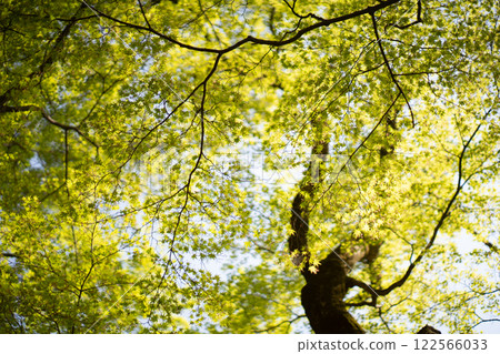 鮮綠色 鮮綠色 122566033