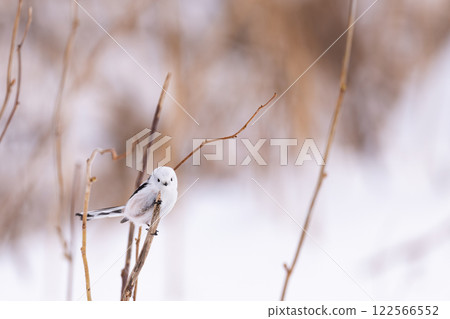 Shimaenaga Shimaenaga 122566552