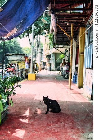 A cat I met in the Philippines 122566573