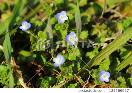 Small blue Veronica flowers blooming in a winter field Small blue Veronica flowers blooming in a winter field 122566627