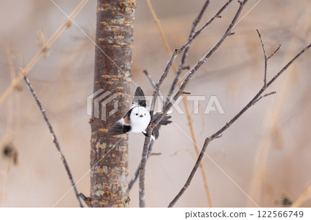 Shimaenaga Shimaenaga 122566749