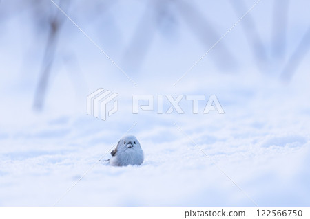 Shimaenaga 122566750