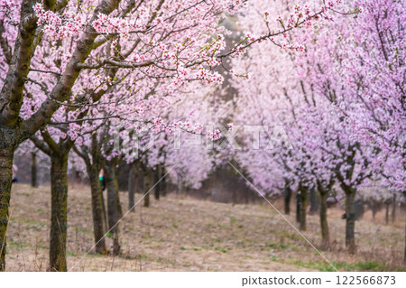 Almond orchard in bloom, Hustopece village, Czech Almond orchard in bloom, Hustopece village, Czech 122566873