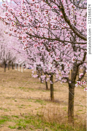 Almond orchard in bloom, Hustopece village, Czech Almond orchard in bloom, Hustopece village, Czech 122566874