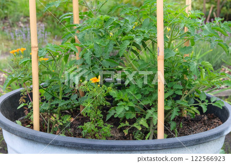Container gardening. Tomato bush is growing in pot in rustic garden. Green seedling in countryside. Growing vegetables in cottage garden. 122566923