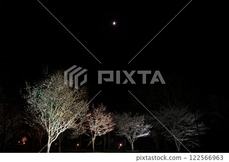 月光下的櫻花燈飾 122566963