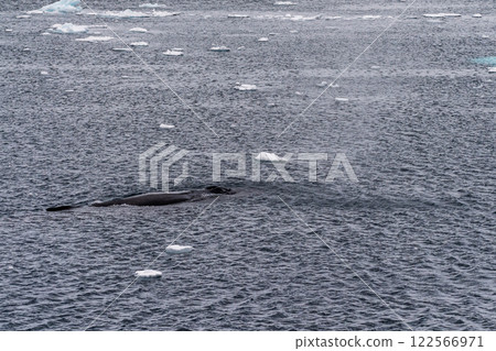 Detail of a humpback dorsal fin and blow hole 122566971