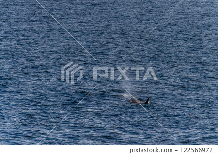 Killer whales in the Antarctic 122566972