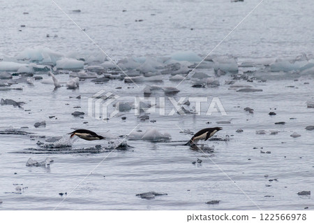 Adelie Penguins in Antarctica Adelie Penguins in Antarctica 122566978
