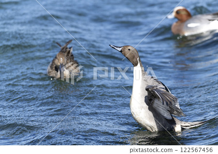 Pintail Pintail 122567456